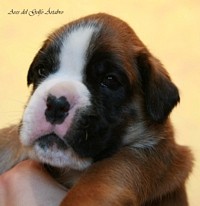 Ares del Golfo Ártabro
